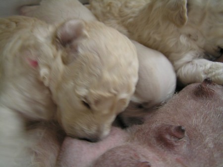 16. den očička BOOTES 484 g 